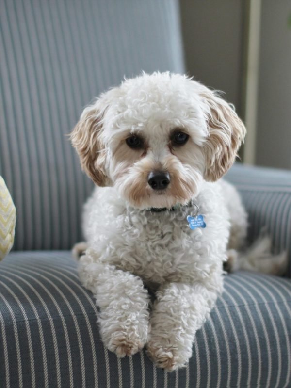 pexels-dom-bucci-281808-981062 pexels-dom-bucci-281808-981062